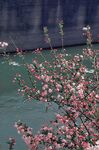临水的花树