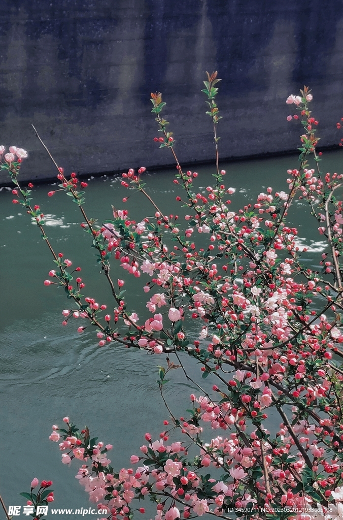 临水的花树