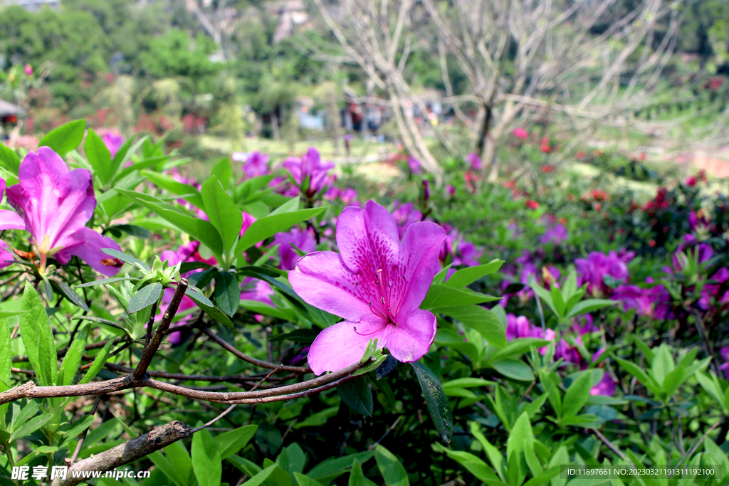 杜鹃花 