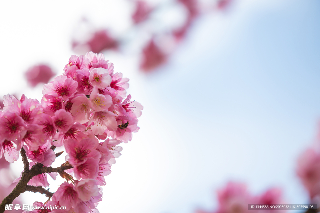 桃花