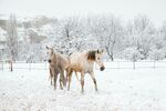 冬天雪地的马