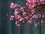 花朵 粉色花