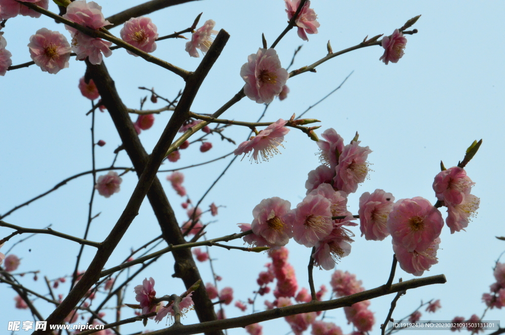 梅花