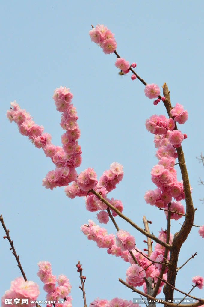 梅花 