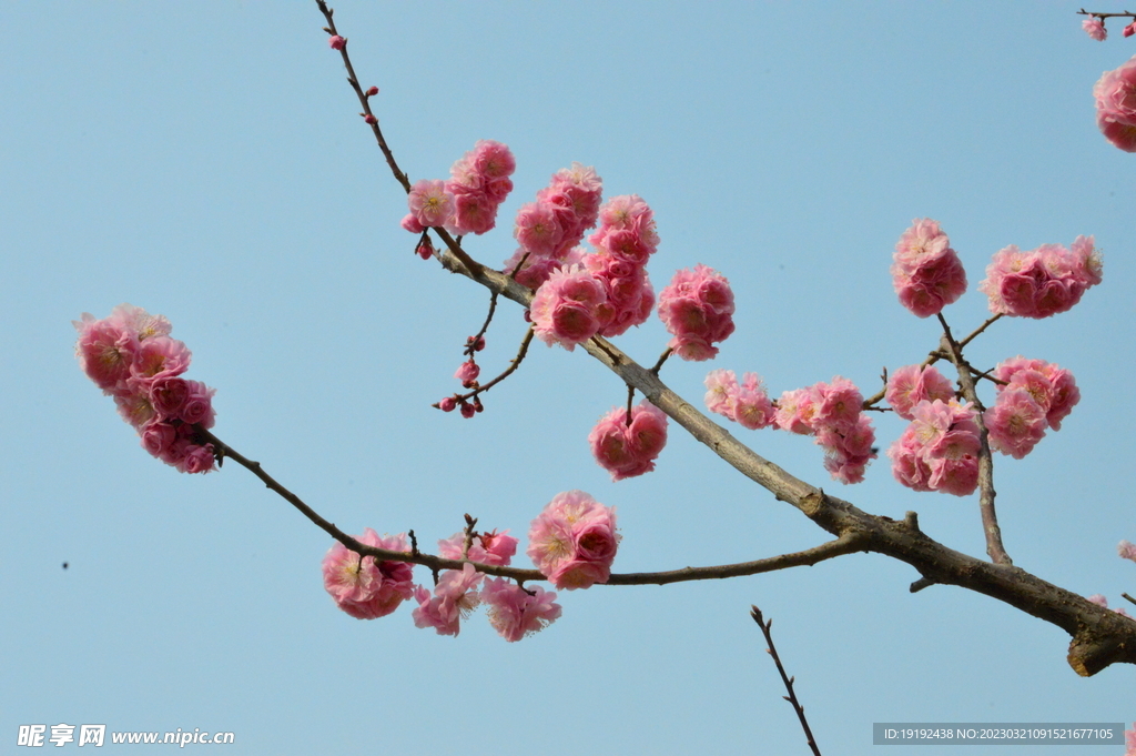 梅花 