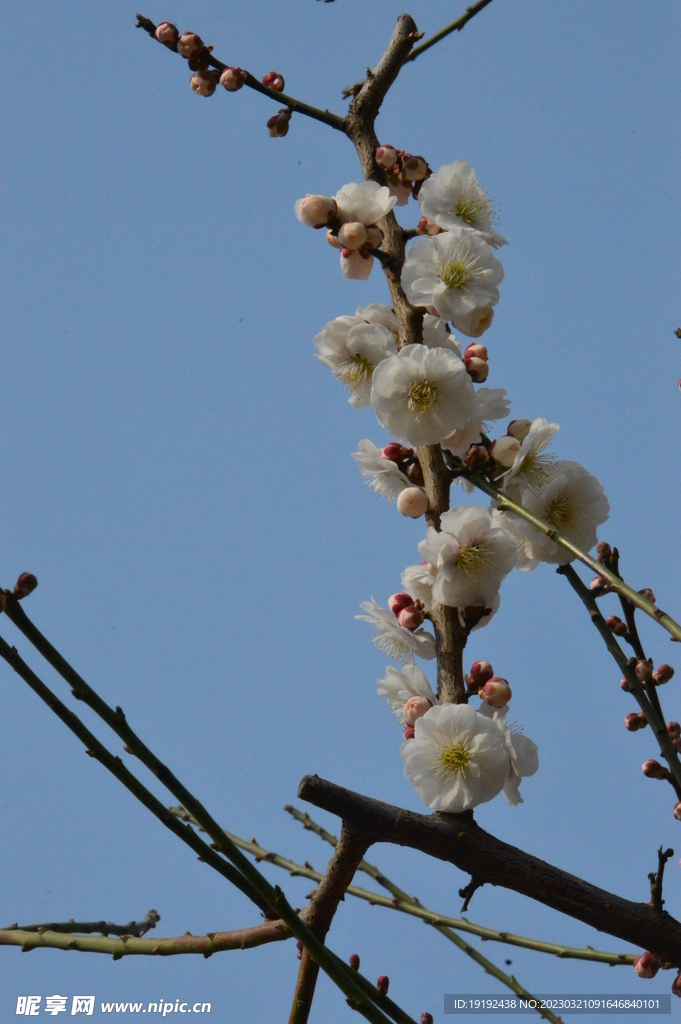 梅花  