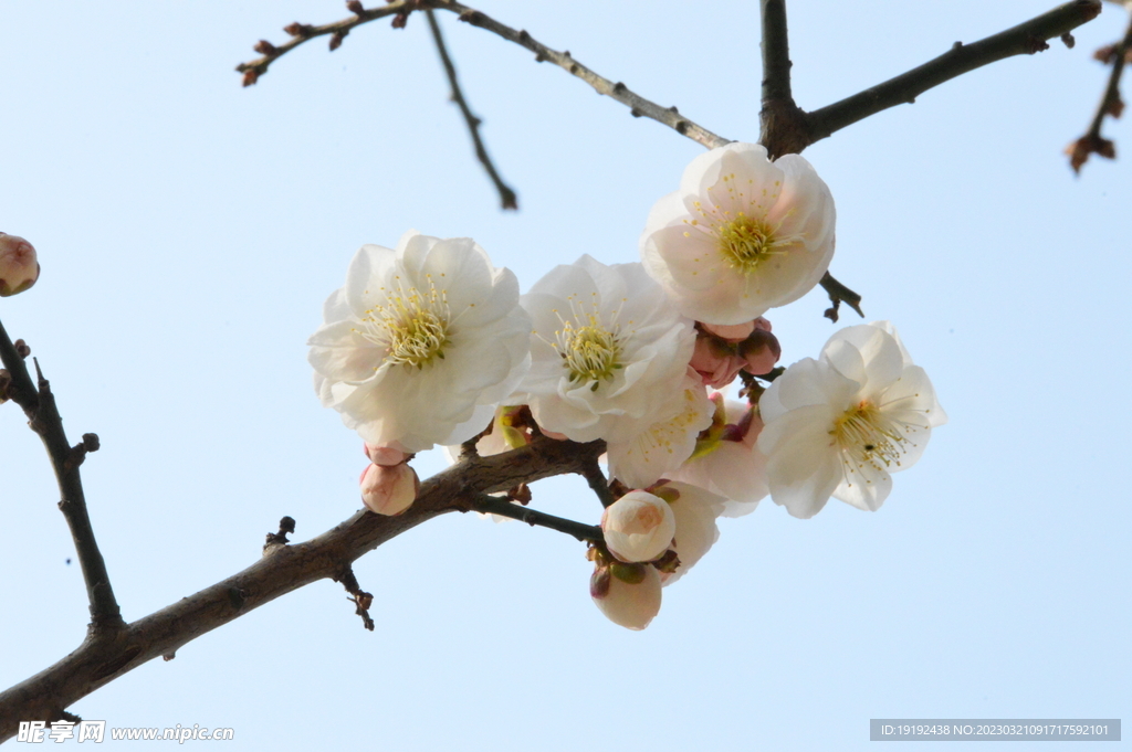 梅花  