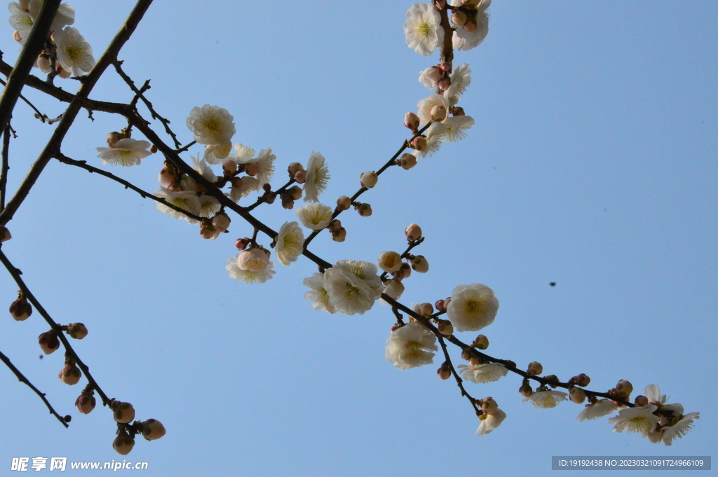 梅花 