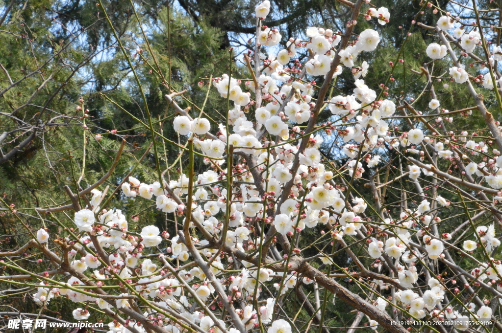 梅花