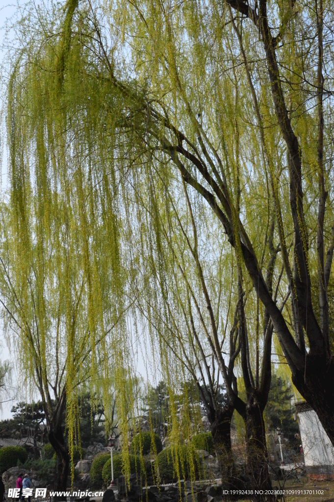 大观园风景  