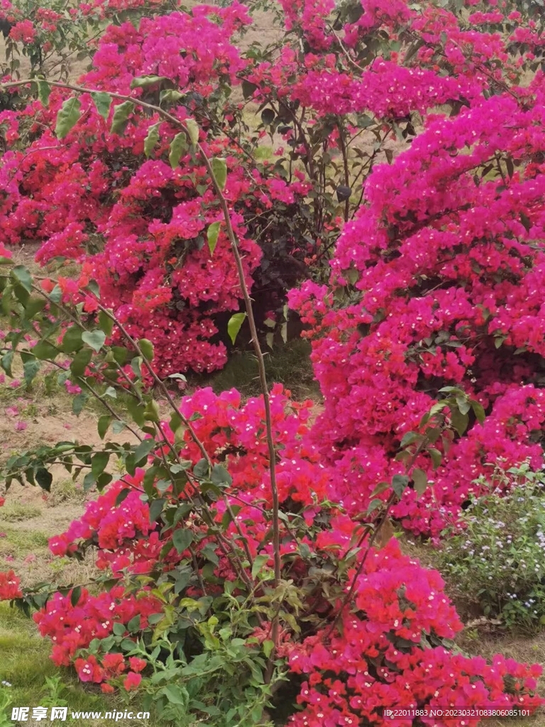 紫红色的花