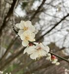 梅花