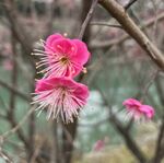 梅花
