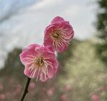 梅花