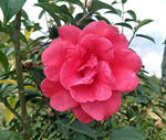 山茶花开
