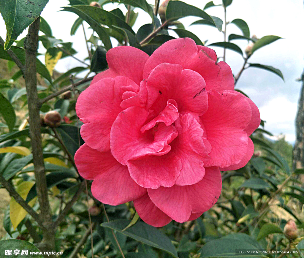 山茶花开