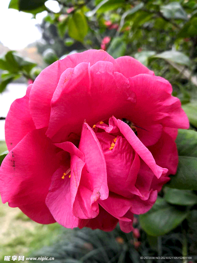 山茶花开