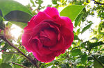 山茶花开