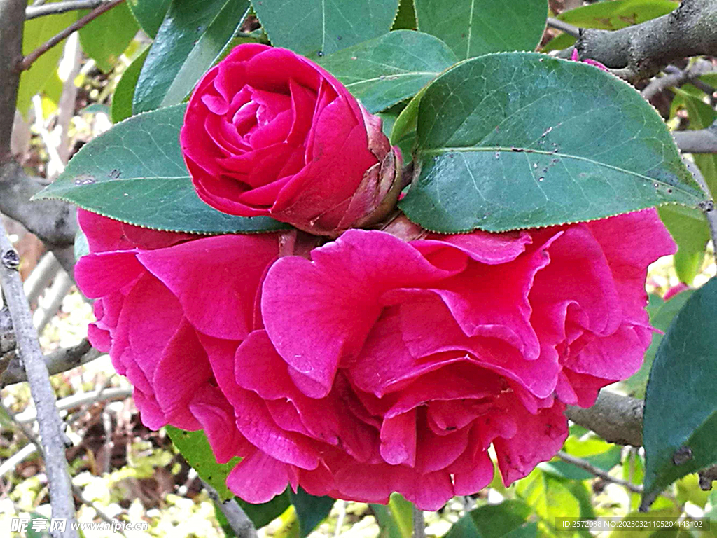 山茶花开