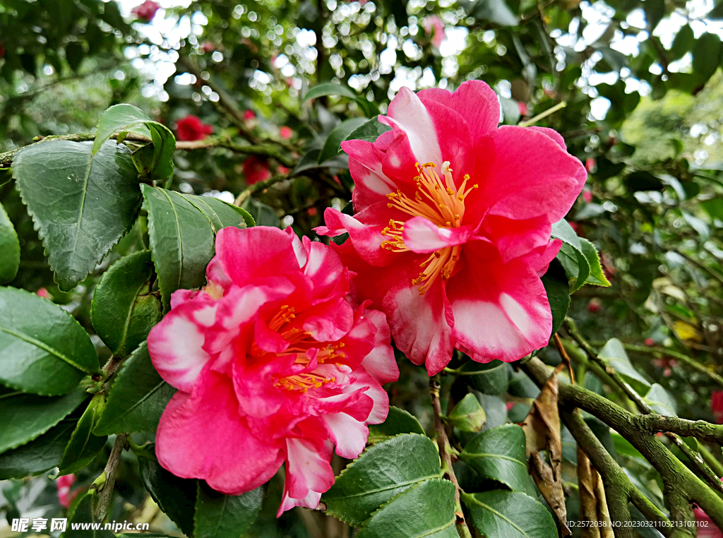 山茶花开
