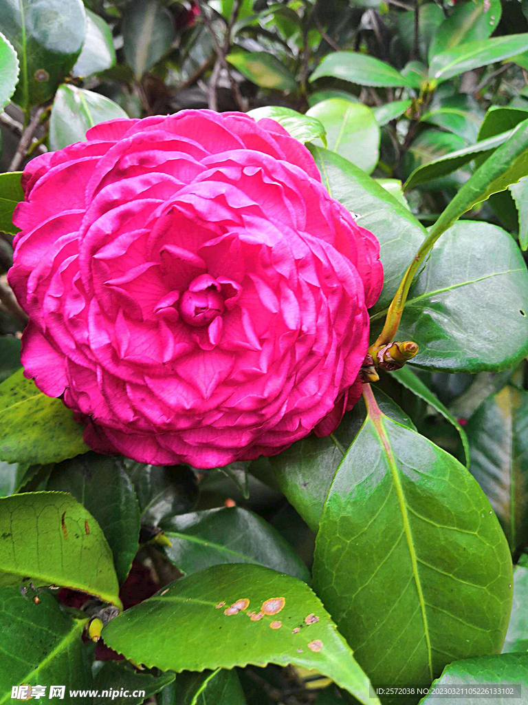 山茶花开