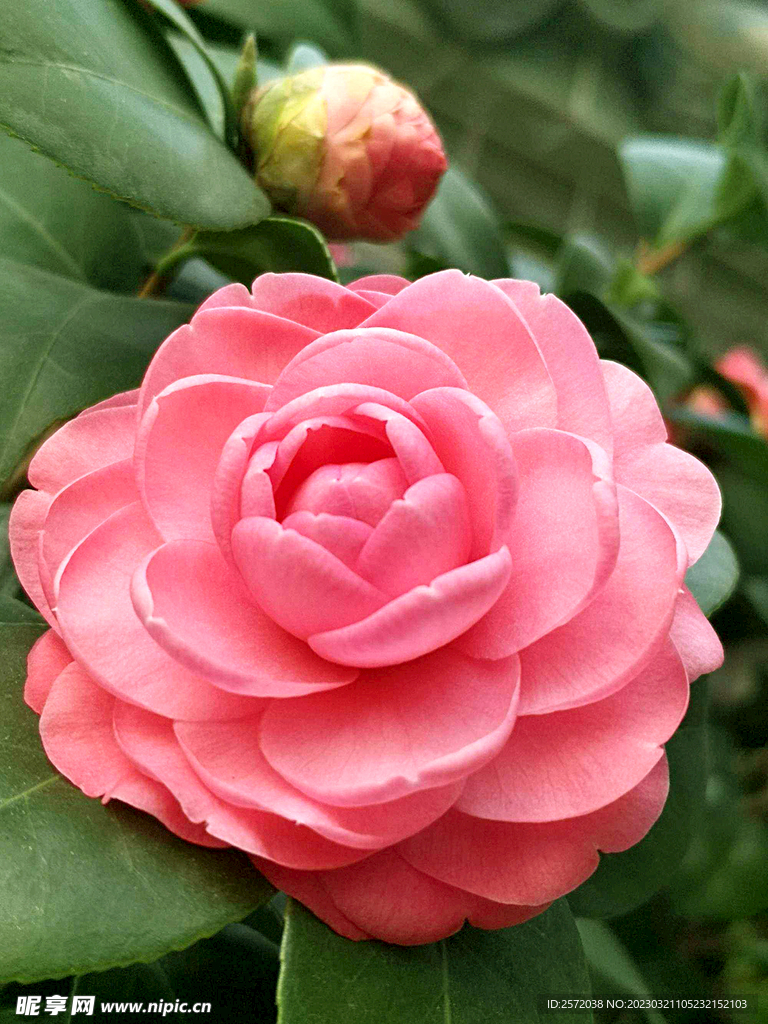 山茶花开
