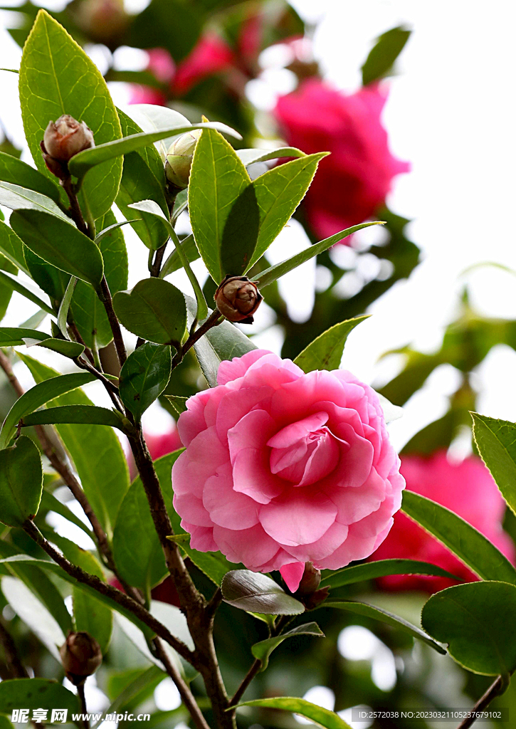 山茶花开