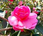 山茶花开