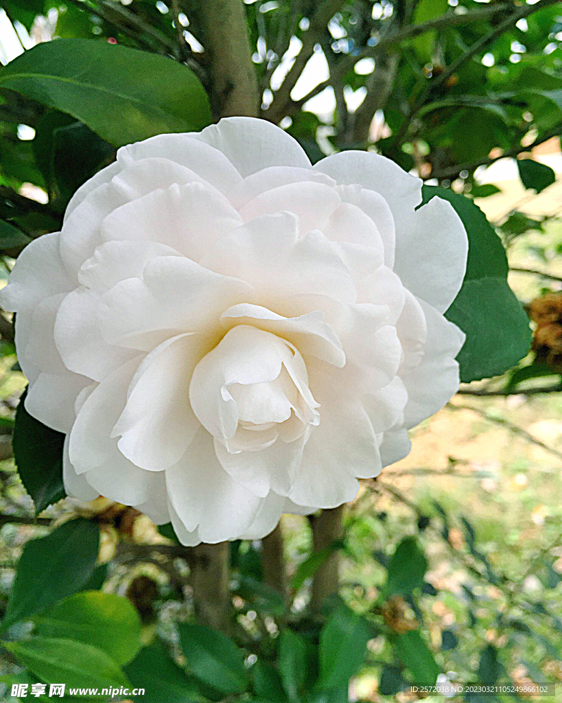 山茶花开