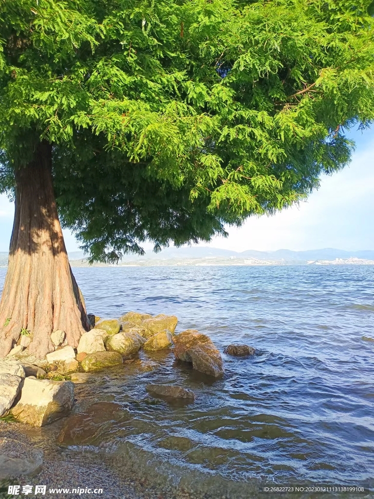 洱海边的树