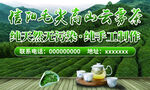 信阳毛尖茶宣传广告海报