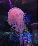 水母