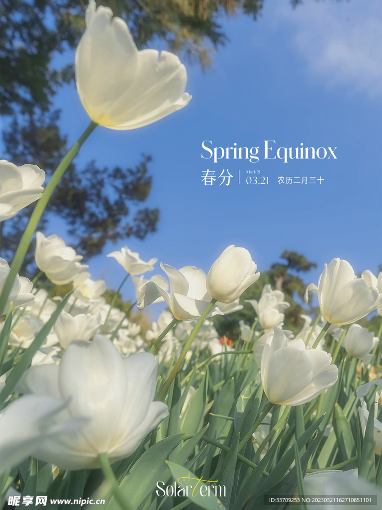 春分节气海报