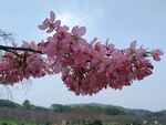 樱花