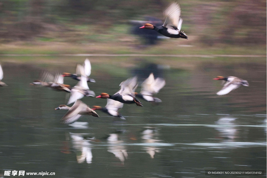 湖面飞行中的鸟群