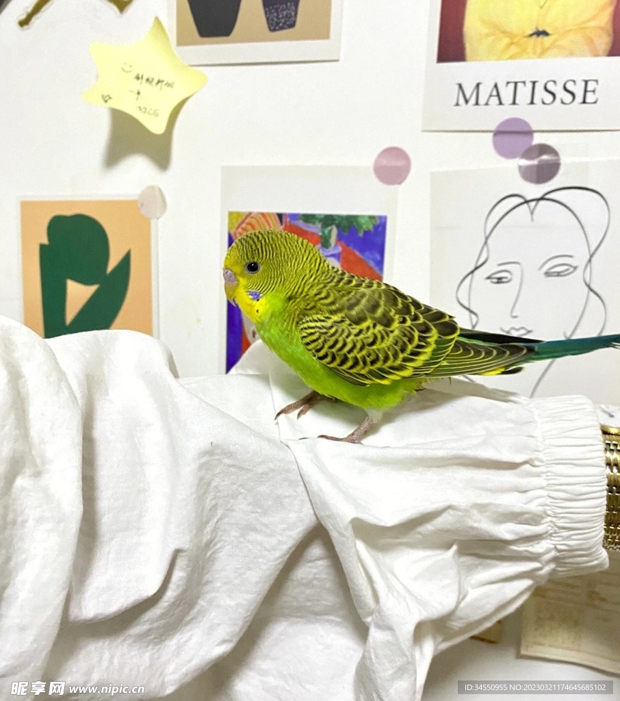 鸟