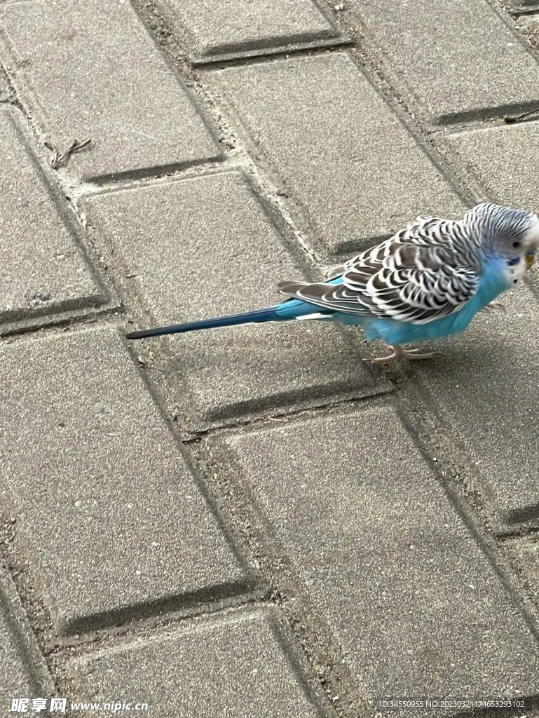 鸟