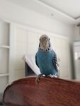 鸟