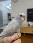 鸟