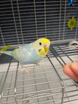 鸟