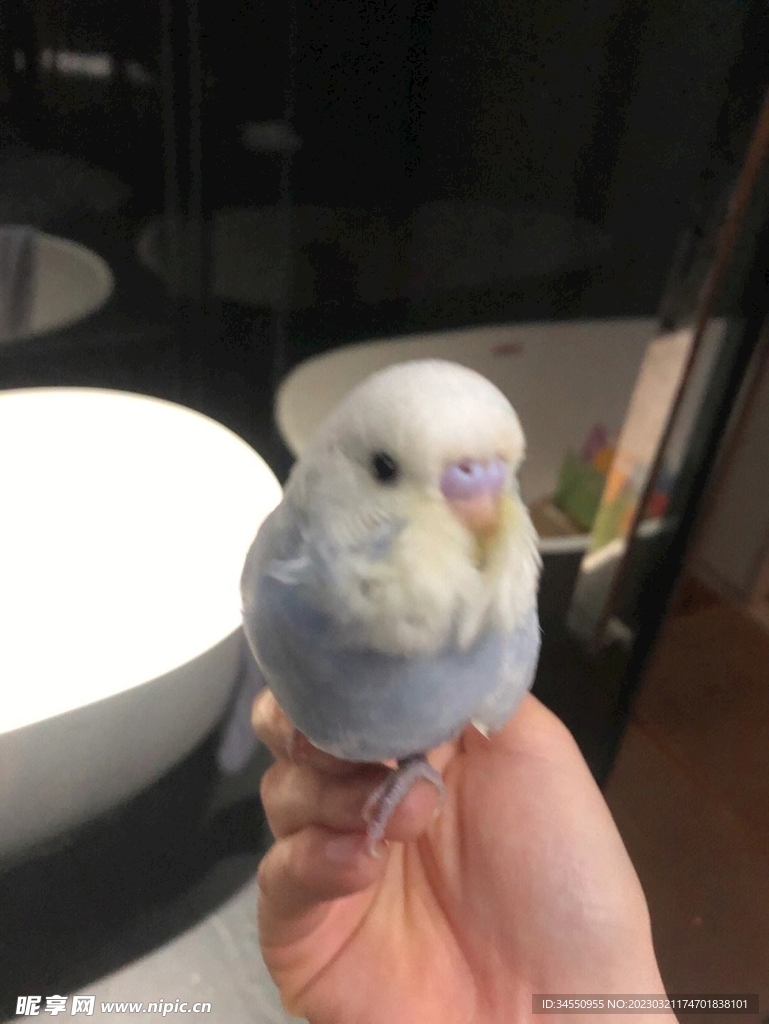 鸟