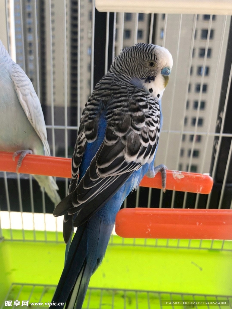 鸟