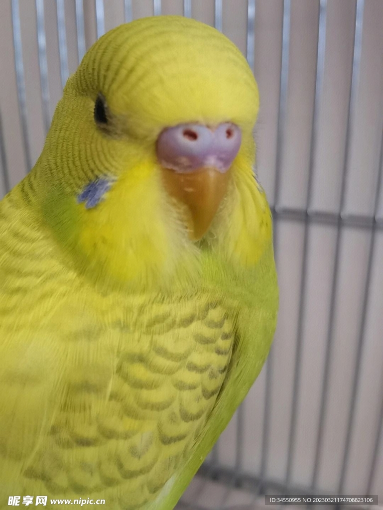 鸟