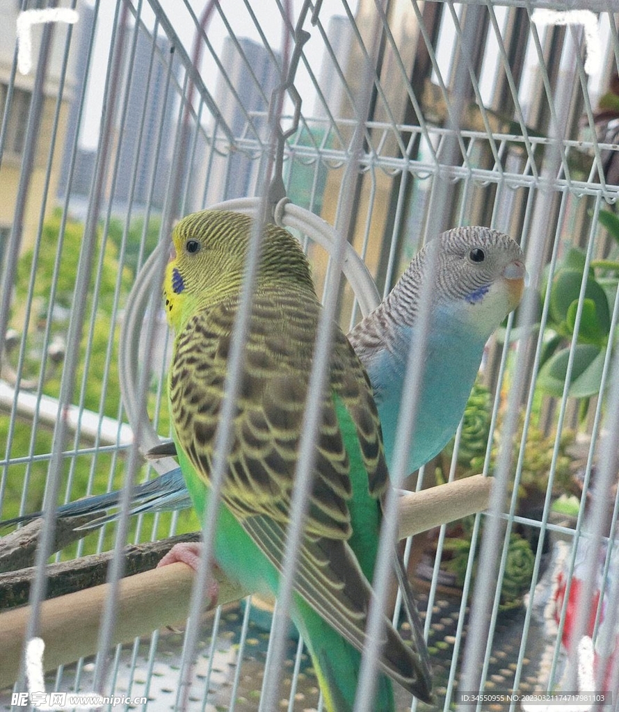 鸟