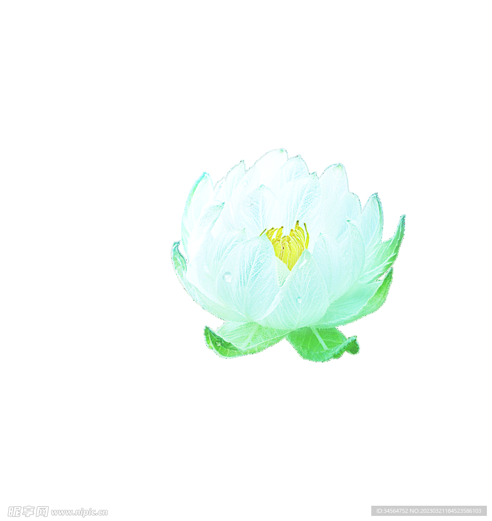 雪莲花
