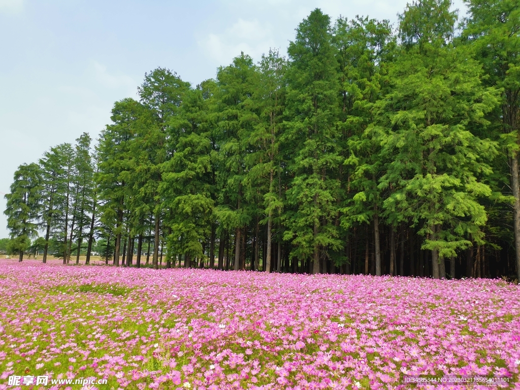 格桑花海  