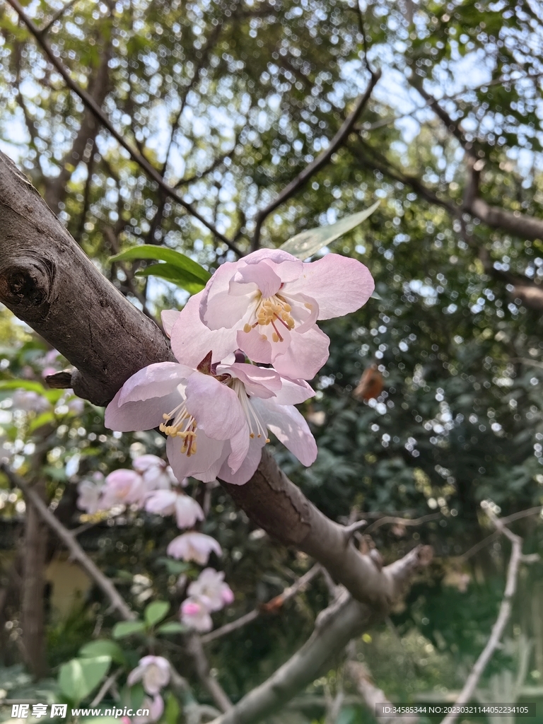 海棠