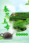 春茶上市