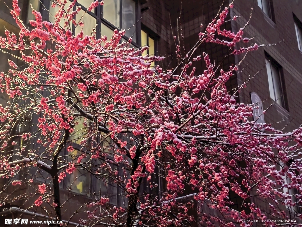 红色春天雪天桃花雪