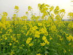 油菜花